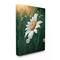 Stupell Industries Daisy Details in Field Canvas Wall Art